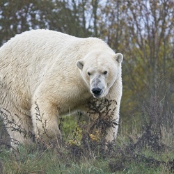 Skandinavisk Dyrepark